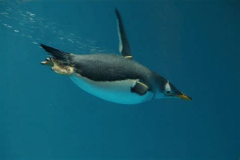 25 Datos curiosos que no sabías sobre los Pingüinos Planeta Curioso