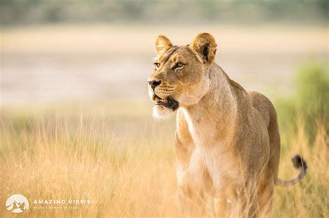 Lion Drama Plays Out At Camp Africa Geographic