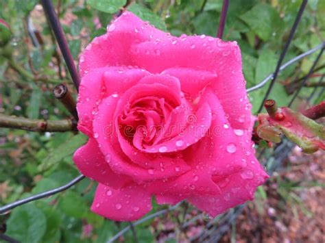 Wet Pink Rose In The Rain In May Stock Photo Image Of Garden Spring