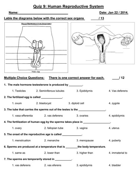 Discussion about the human reproductive system with. Quiz 9: Human Reproductive System