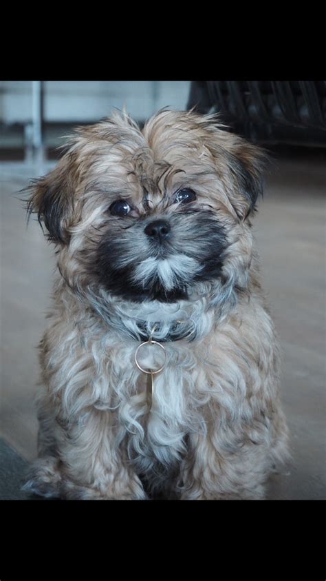 We did not find results for: Shih Tzu Puppy