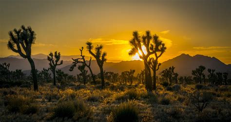 Michaelpocketlist Sunset In Joshua Tree National Park 5601 X 2979 Oc