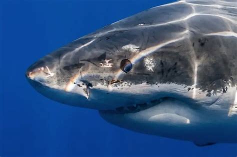 14 Incredible Real Images Of Great White Sharks