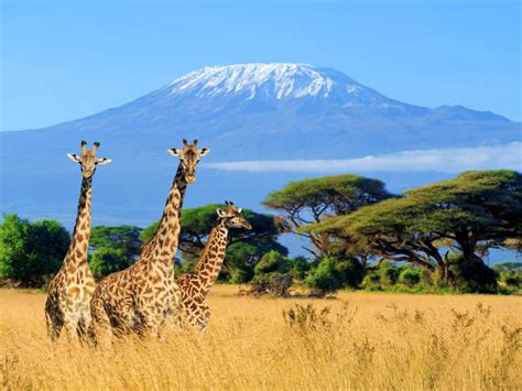 Best Things To Do In Kenya Ultimate Travel Guide Tips And Attractions