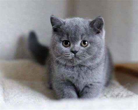 Pin By Holly Matlack On British ️cats ️ British Shorthair Kittens