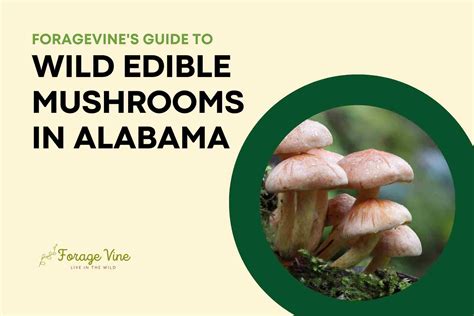 Foragevines Guide To Wild Edible Mushrooms In Alabama Foragevine