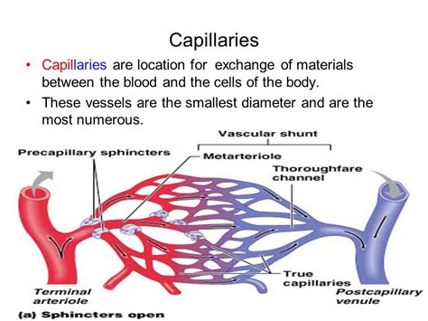 Exams And Me Capillaries