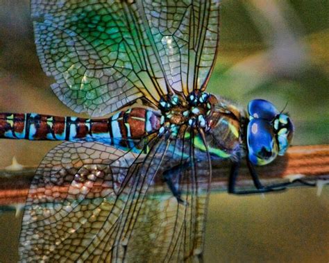 Dragonfly Close Up By Mark Lunn Photographer Photography My Backyard