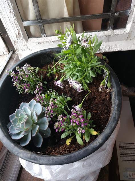 They need to be placed somewhere they can get enough sunlight and to be watered when the soil is completely dry. My flowers are wilting, and I don't know why? Is the ...