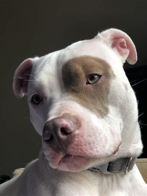 Rudy Pitbulls Pitbull Mix Breeds Beautiful Dogs Cute Dogs
