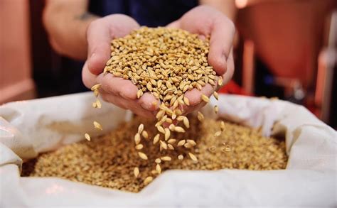 Organic Hulled Barley Grain 48lb Be Still Farms Whole
