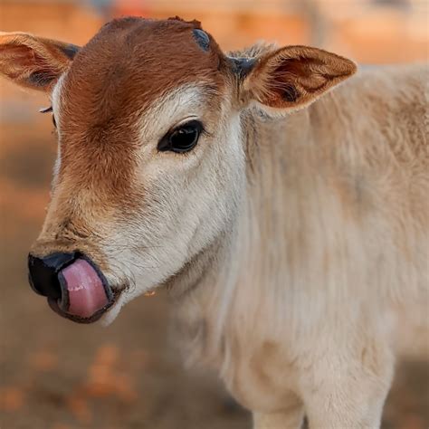 Mini Zebu Cows Halbert Farm