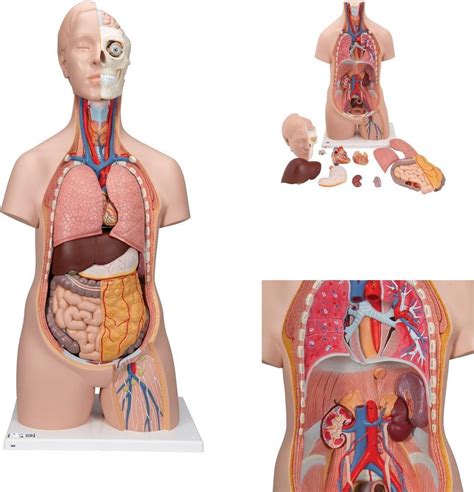 Het Menselijk Lichaam Anatomie Model Torso Met Organen Unisex My XXX Hot Girl