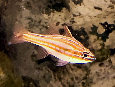 Aquarium Movies Japan Archive Redstriped Cardinalfish Apogon