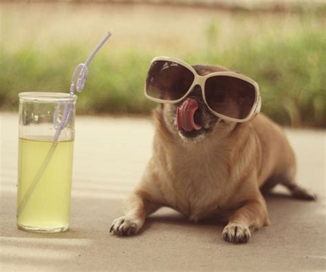 21 Puppies With Futures So Bright Theyve Gotta Wear Shades Glamour