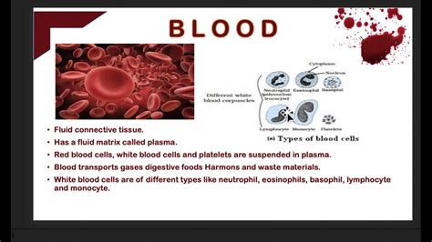 Blood Fluid Connective Tissue Class 9 By Poonam Malhotra Youtube