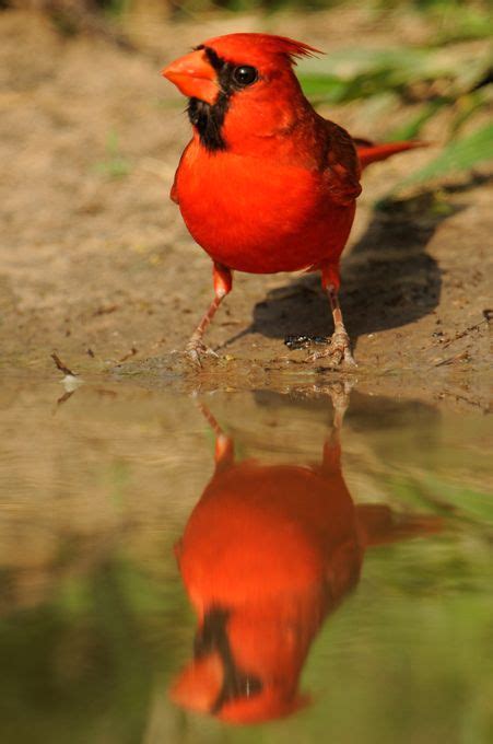 Cardinal South Texas Laurieexcell 000855 Cardinal Birds Beautiful