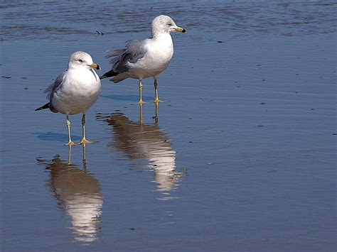 Free Picture Seagulls Birds Ocean Beach Water Reflection