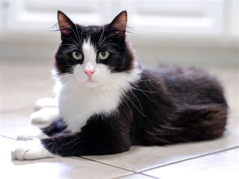 Tuxedo Cat Persimmon Is Sweet Full Of Amazement Tuxedo Cat Cats