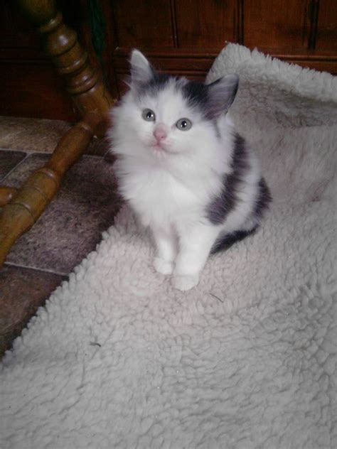 Very Cute And Fluffy Girl Kitten Manchester Greater