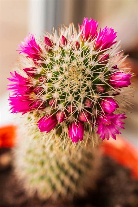 Macro Shot Of Blossom Cactus Flower Closeup Stock Image Image Of