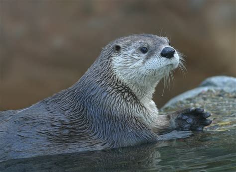 The Worlds Most Incredible Aquatic Mammals