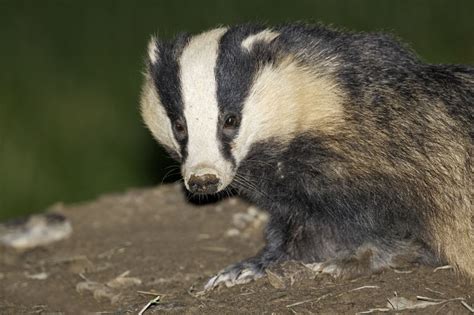 Badger Culling Effective In Reducing Btb In Cattle Study Says