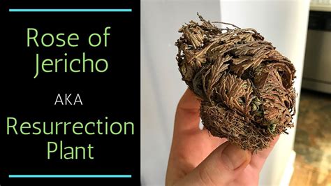 Rose Of Jerichoresurrection Plant Youtube