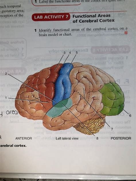 Brain Structure And Function 207 Functional Areas Of The Cerebral