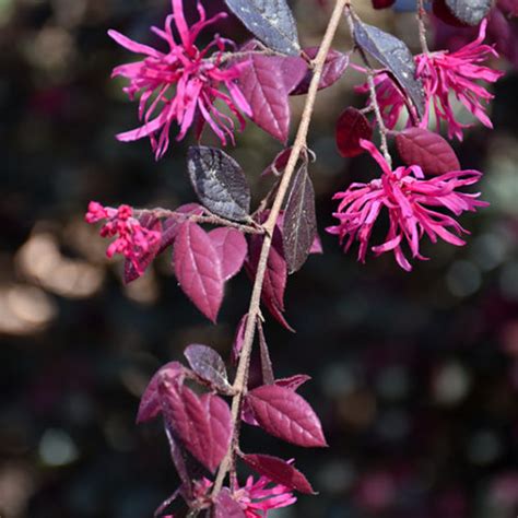 Purple Diamond Fringeflower Buchanan S Native Plants