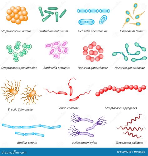 Common Bacteria Types Stock Vector Image Of Education 66699048