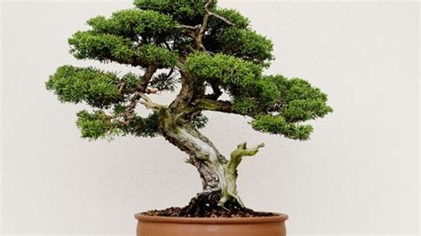 The Art Of Growing Bonsai Trees In Scandinavia Daily