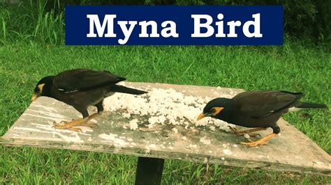 Myna Bird Full Documentary Myna Bird Eating And Care Myna Bird