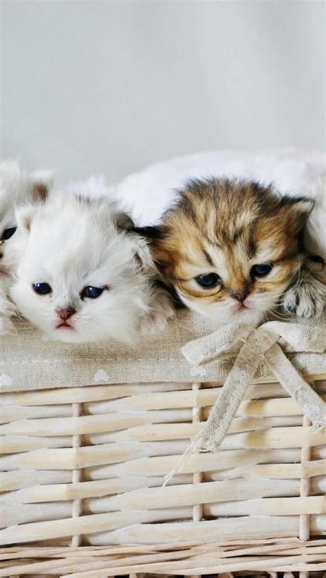 Basket Full Of Kittys Cats And Kittens Cute Animals