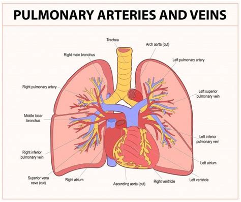 Pulmonary Arteries And Veins Pulmonary Circulation Arteries And