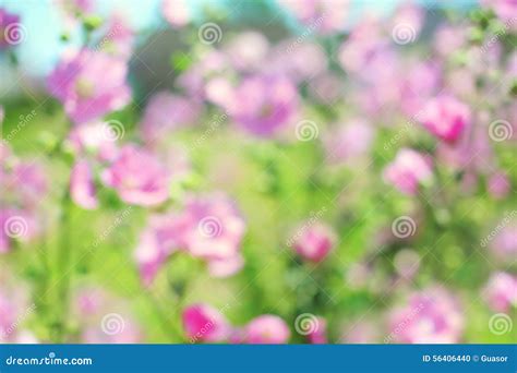 Blurred Floral Background Spring Pink Flowers Stock Photo Image Of