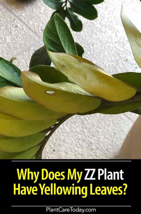 Why Does My Zz Plant Have Yellow Leaves Causes And Fixes