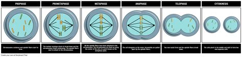 Phases Of Mitosis Storyboard By Oliversmith