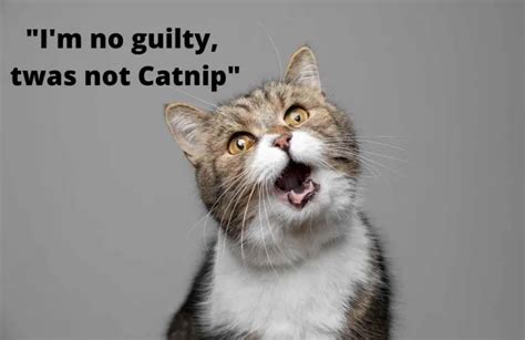 50 Funny Things Cats Would Say Animal Kooky