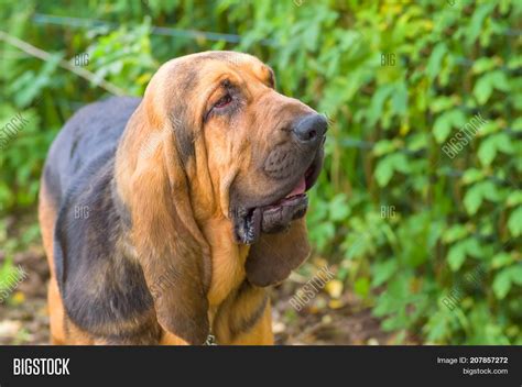 Bloodhound Big Dog Sad Image And Photo Free Trial Bigstock