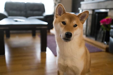 Hokkaido Inu Todo Para Tu Perro