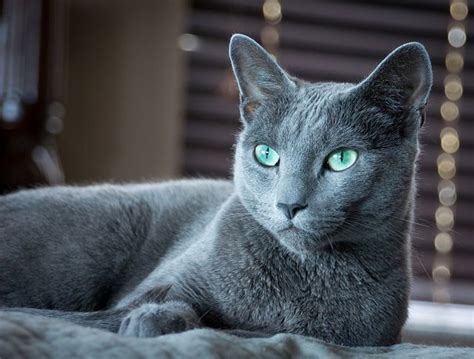 9 Best Images About Russian Blue Cats♡ On Pinterest
