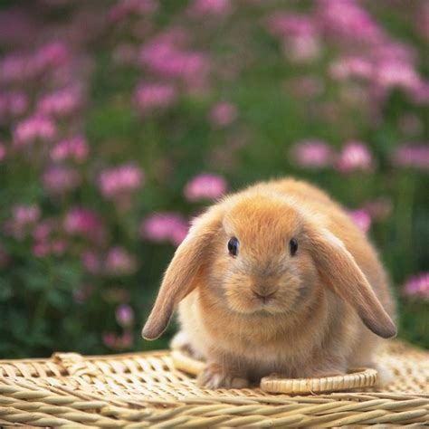 65 Cute Bunny Backgrounds Wallpapersafari