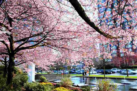 Jangan khawatir, festival bunga sakura masih banyak digelar di incheon. Wallpaper Pemandangan Bunga Sakura | Kampung Wallpaper