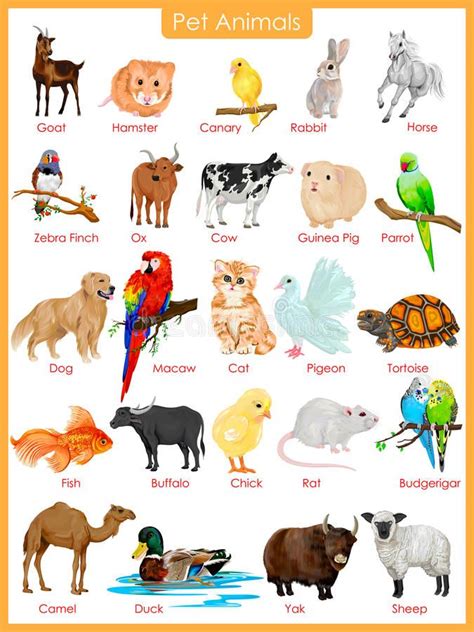 Chart Of Pet Animals Stock Illustration Animal Pictures For Kids