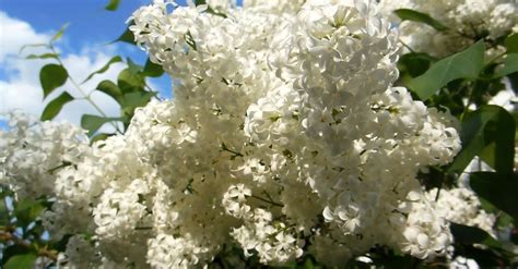 Clusters Of White Flowers · Free Stock Video