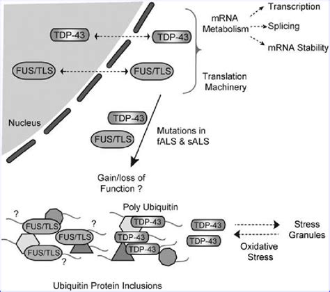 Tdp 43 And Fustls In Als Some Familial And Sporadic Forms Of Als Are
