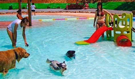 Dog Pool Party Dis A Great Pool Party Dey Gots Lots Of Fun Things