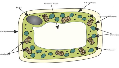 Plant Cell Gcse Gcse Cells Revise Parts Of Structure Like
