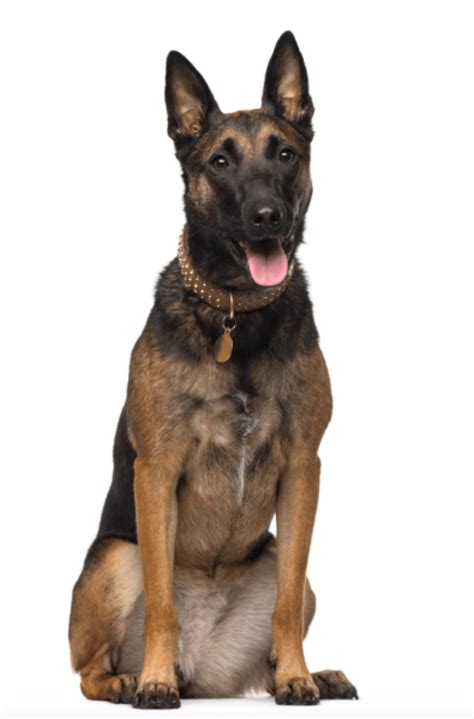 Some receive awards for their bravery. AKC Belgian Malinois Puppies For Sale in California ...